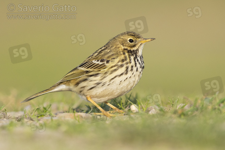 Pispola, individuo posato sul terreno