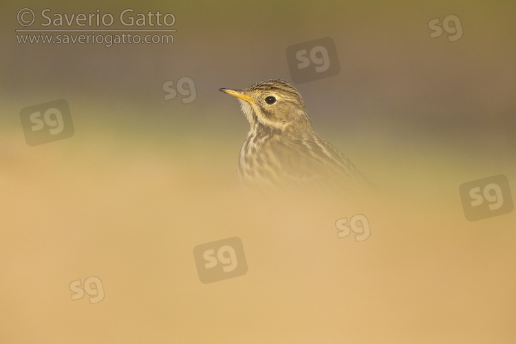Meadow Pipit, head of an individual behind a blurred foreground