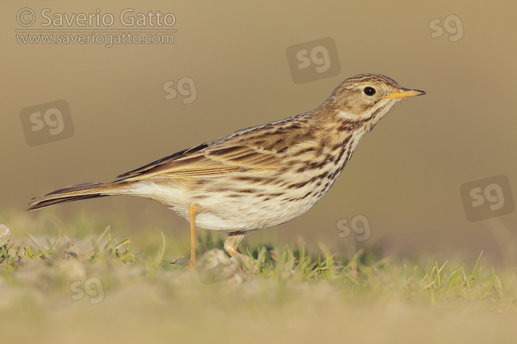 Meadow Pipit, side view of a walking individual