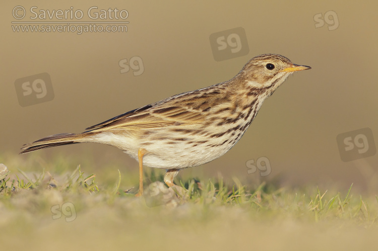 Meadow Pipit