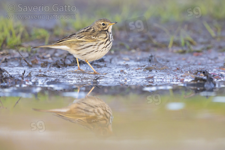 Meadow Pipit, side view of an individual standing on the ground