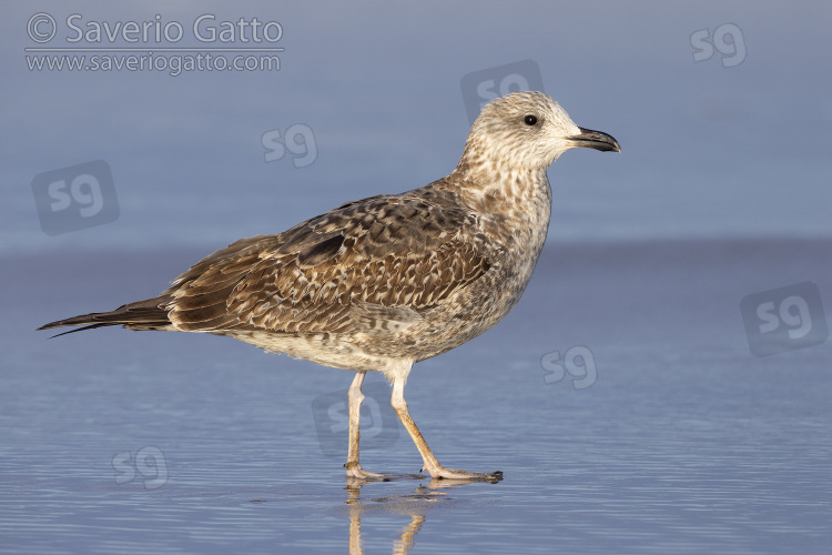 Lesser Black-backed Gull, side view of a first winter juvenile standing on the shore