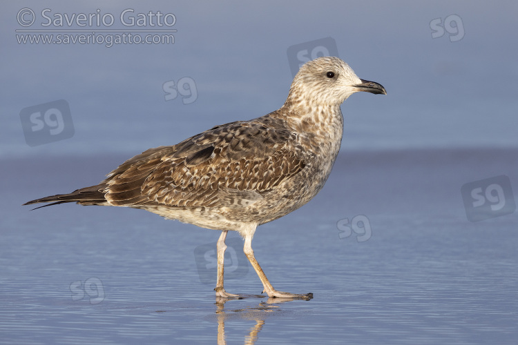 Lesser Black-backed Gull