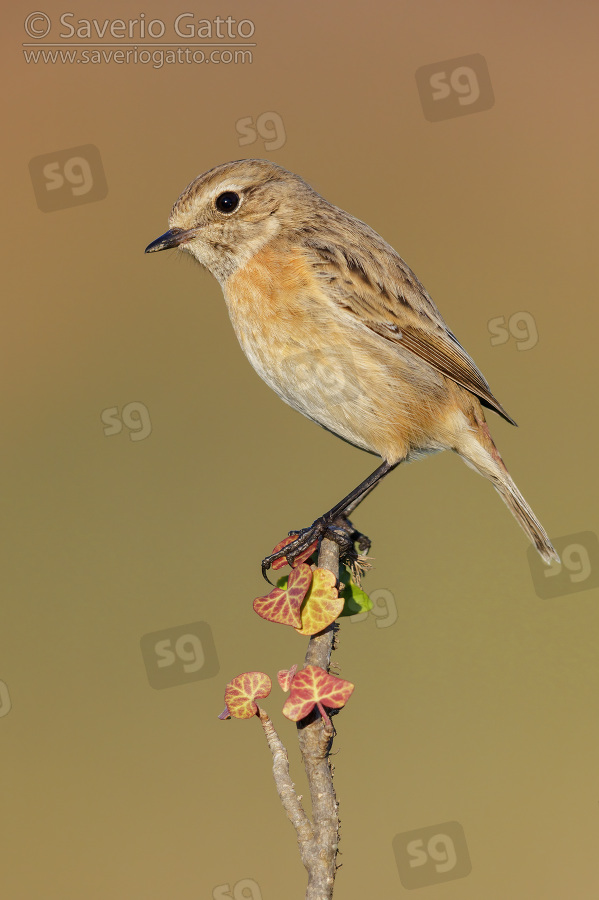 European Stonechat, side view of an individual perched on a branch