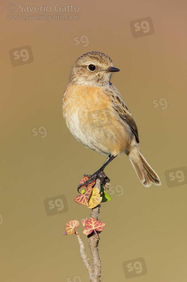 European Stonechat, side view of an individual perched on a branch