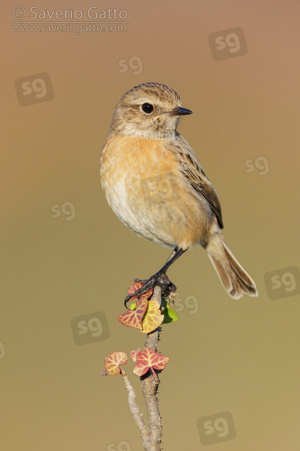 European Stonechat