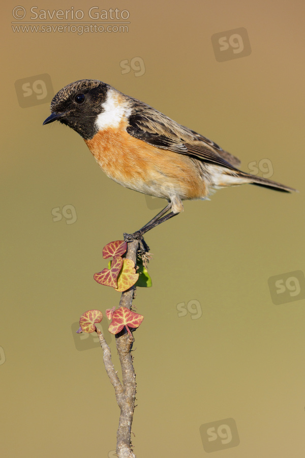 European Stonechat, side view of an adult male perched on a branch