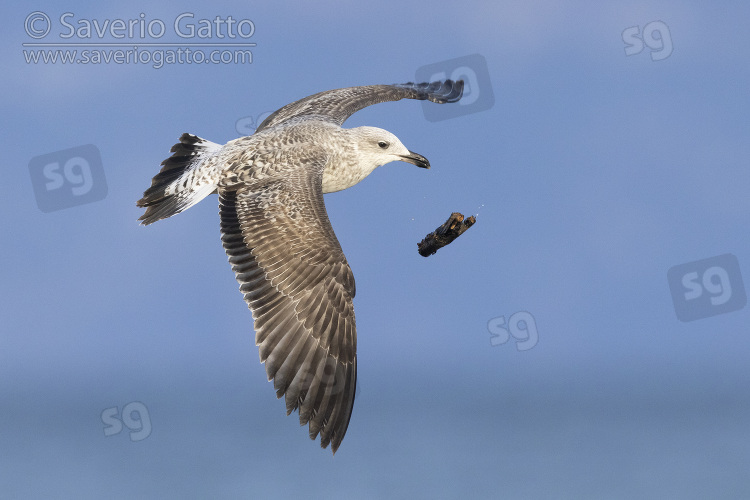 Yellow-legged Gull, side view of a juvenile in flight