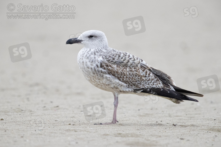 Yellow-legged Gull, side view of a juvenile standing on the shore