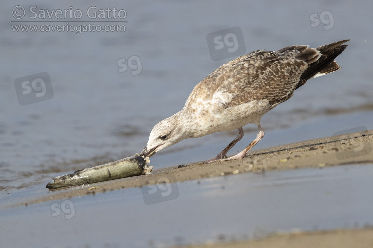 Yellow-legged Gull