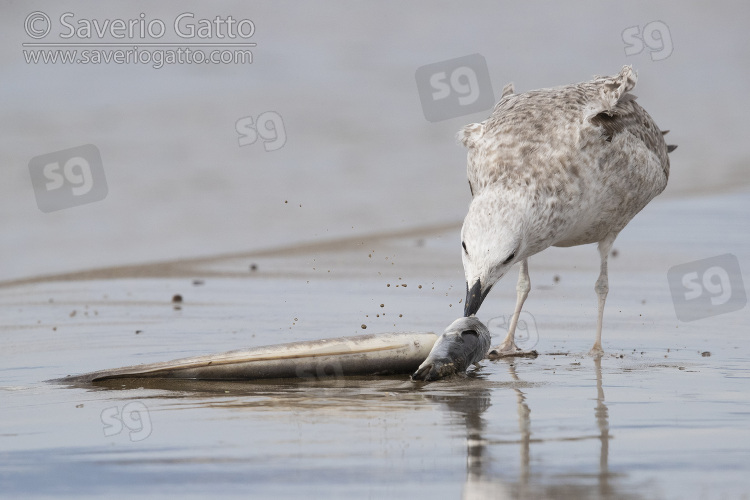 Yellow-legged Gull, juvenile eating a dead eel