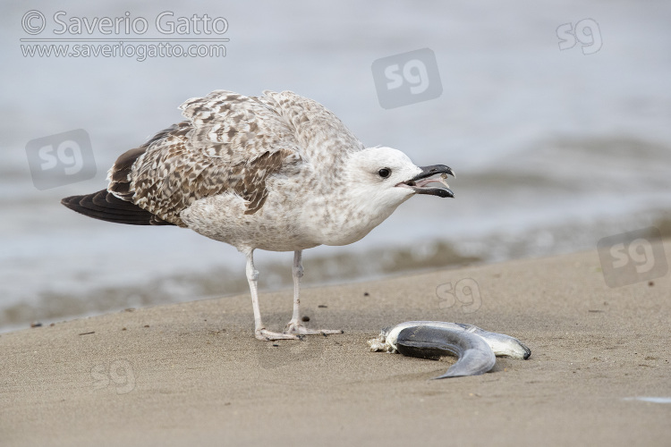 Yellow-legged Gull