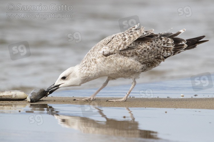 Yellow-legged Gull