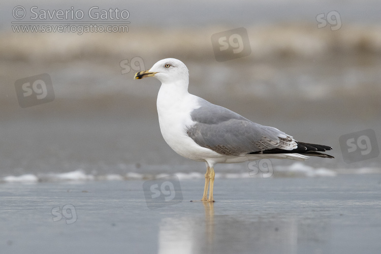 Yellow-legged Gull, side view of a third winter individual standing on the shore