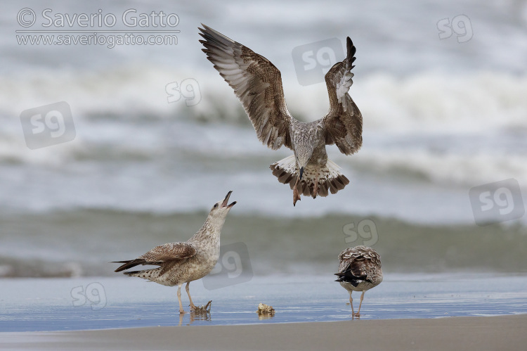 Yellow-legged Gull, juveniles standing on the shore