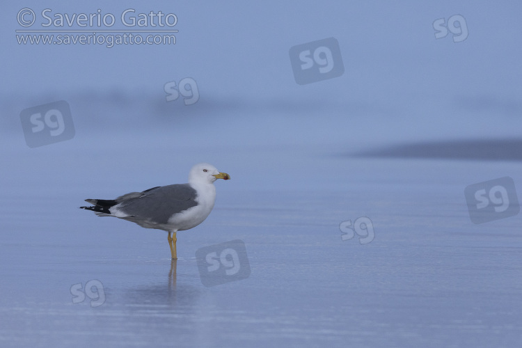 Yellow-legged Gull, side view of an adult standing on the shore