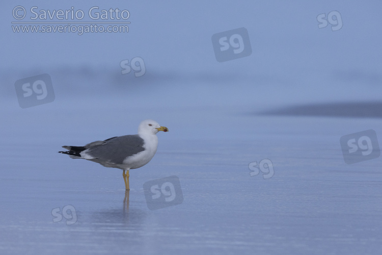 Yellow-legged Gull