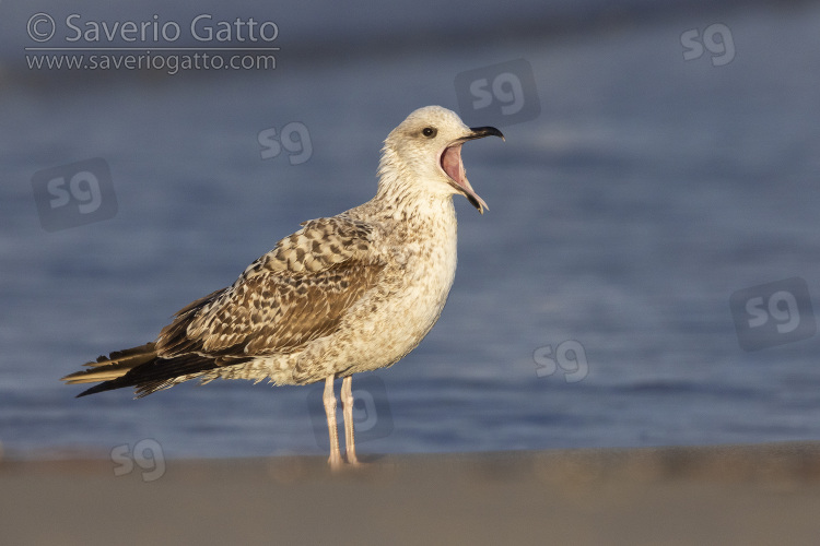 Yellow-legged Gull, side view of a juvenile standing on the shore