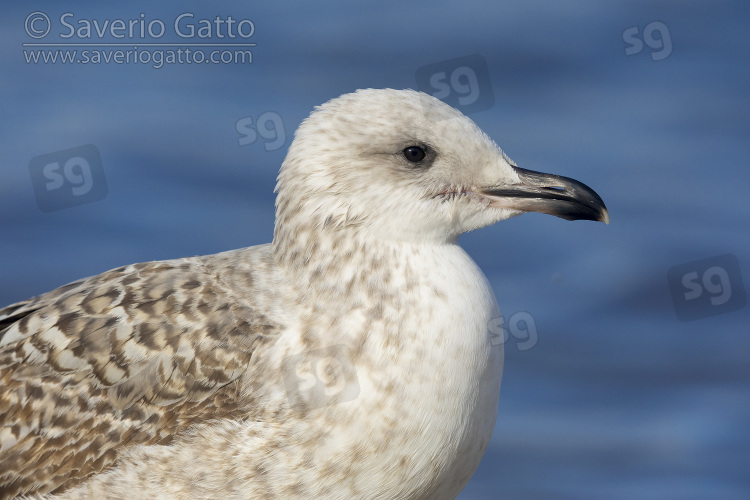 Yellow-legged Gull, juvenile close-up