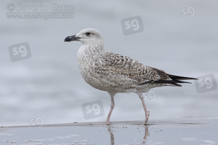 Yellow-legged Gull, side view of a juvenile standing on the shore
