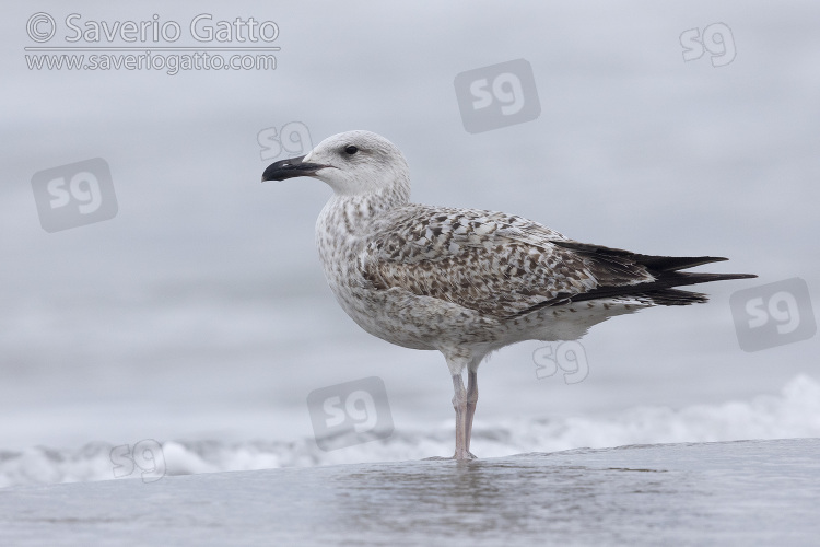 Yellow-legged Gull, side view of a juvenile standing on the shore