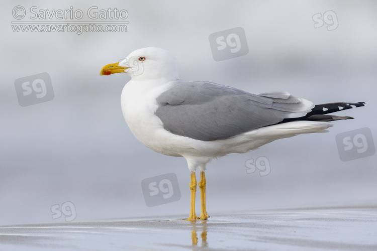 Yellow-legged Gull