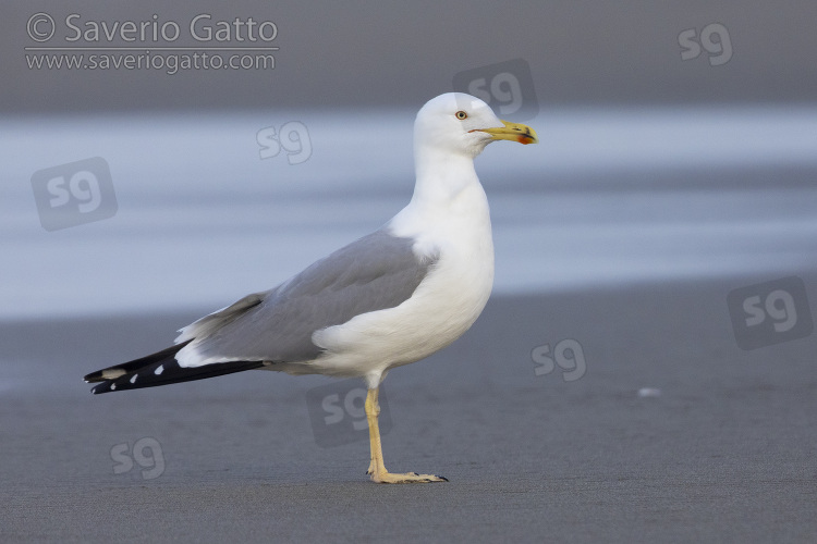 Yellow-legged Gull, side view of an adult standing on the shore