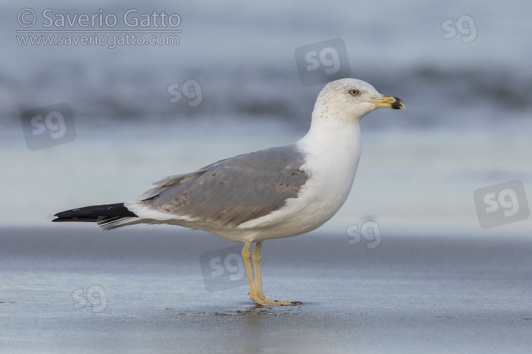 Yellow-legged Gull, side view of a third winter individual standing on the shore