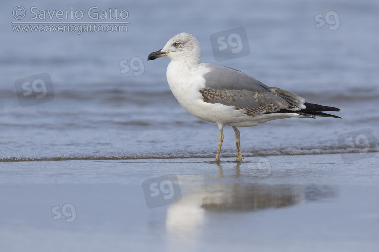 Yellow-legged Gull