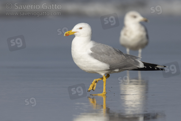 Yellow-legged Gull