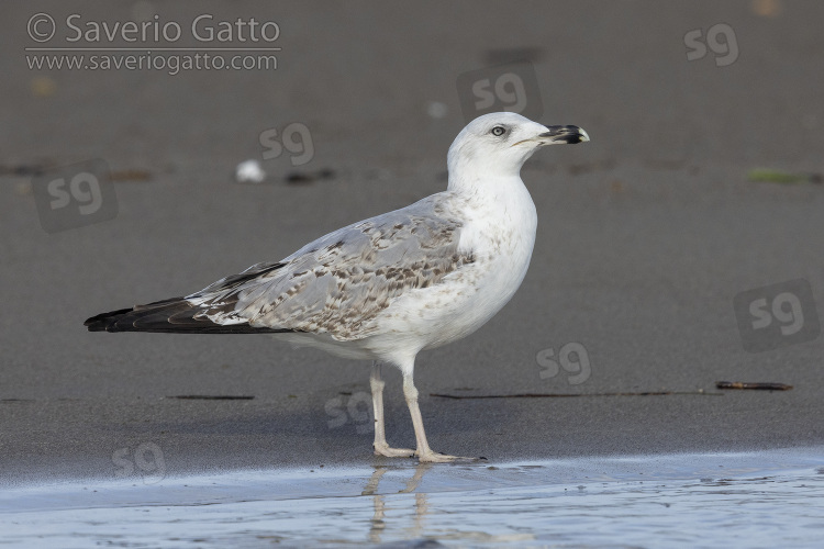 Yellow-legged Gull, side view of a second winter individual standing on the shore