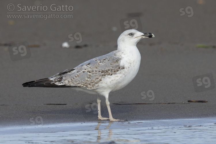 Gabbiano reale, giovane al secondo inverno 