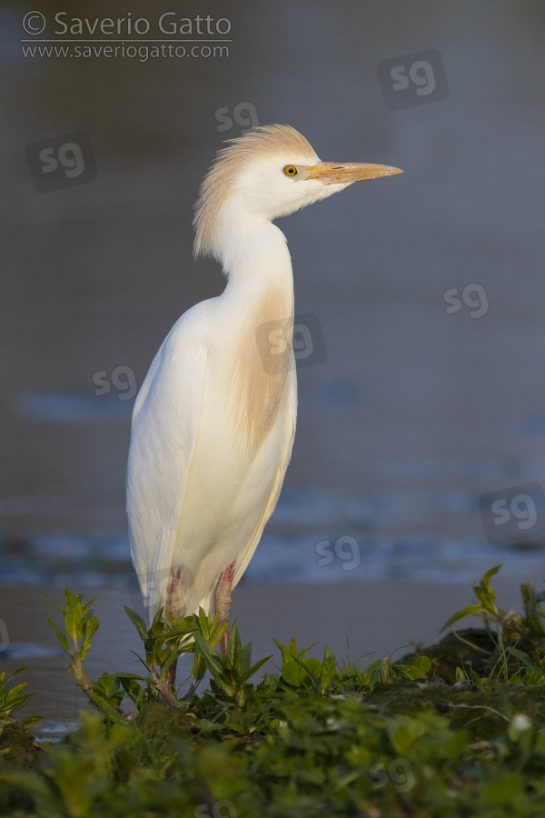 Cattle Egret, adult in breeding plumage standing on the ground