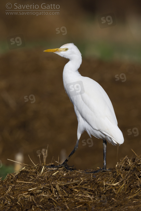 Cattle Egret, side view of an individual in winter plumage standing on the ground