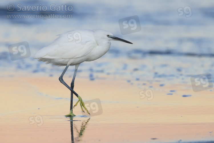 Little Egret, side view of an adult standing on the shore