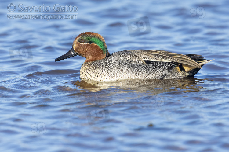 Eurasian Teal, side view of an adult male swimming in the water