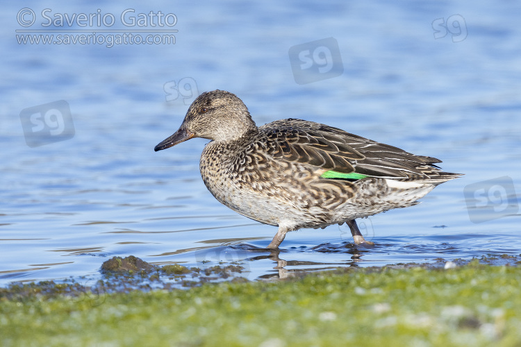 Eurasian Teal