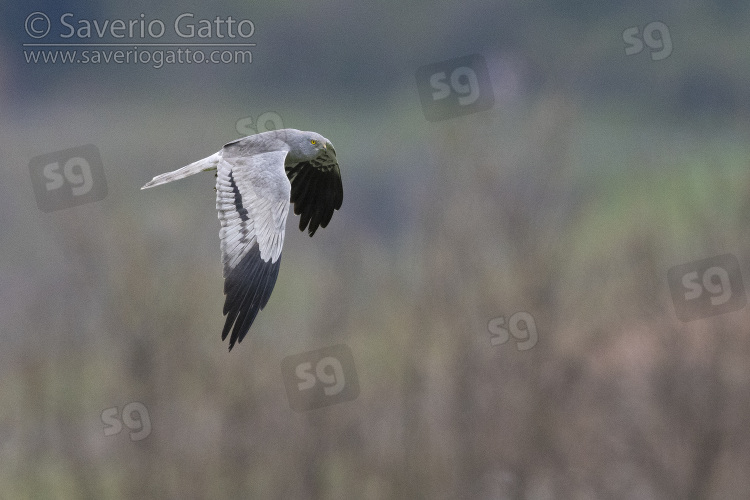 Montagu's Harrier, side view of an adult male in flight showing upperparts