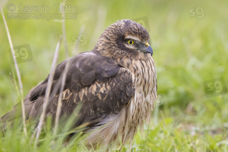 Montagu's Harrier, side view of an adult female standing among the grass