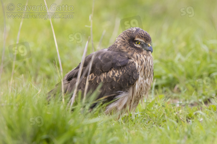 Montagu's Harrier, side view of an adult female standing among the grass