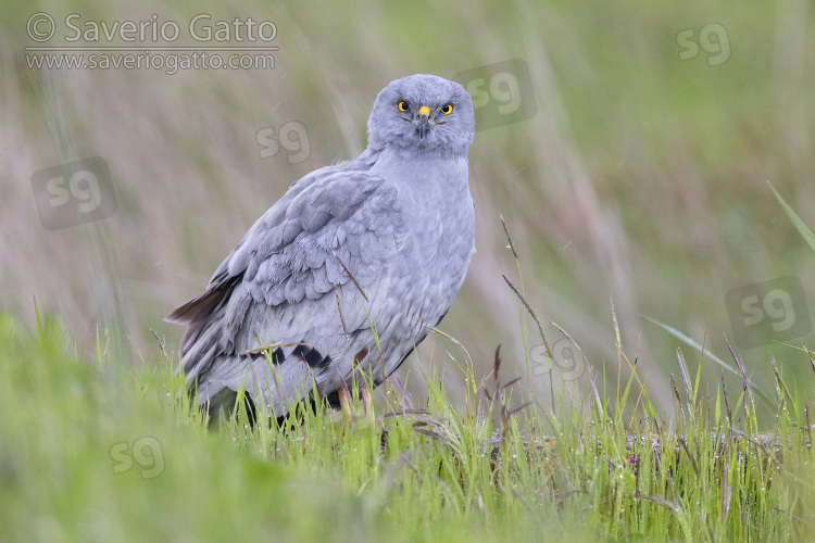 Montagu's Harrier, side view of an adult male standing among the grass