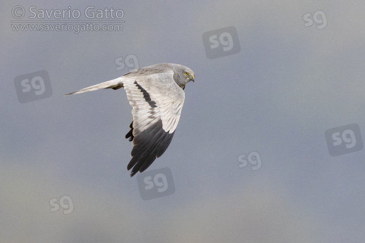 Montagu's Harrier, side view of an adult male in flight showing upperparts