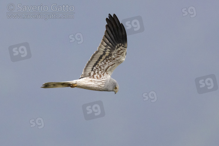 Montagu's Harrier, side view of an adult male in flight showing underparts