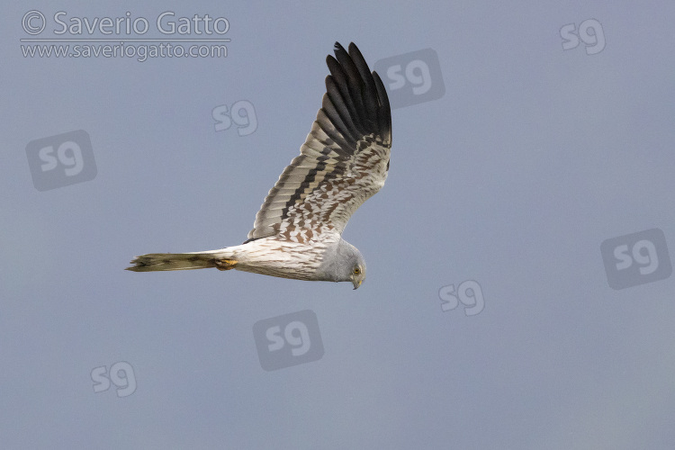 Albanella minore, maschio adulto in volo