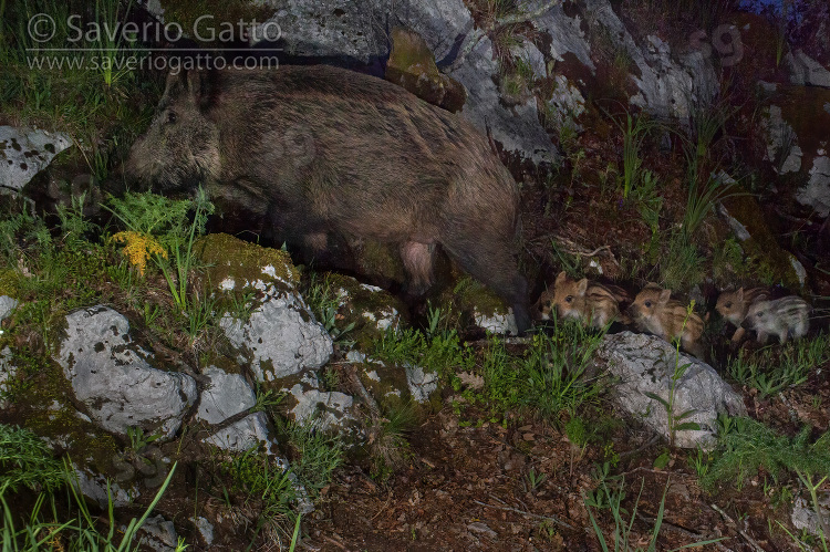 Cinghiale, scrofa con cuccioli al seguito