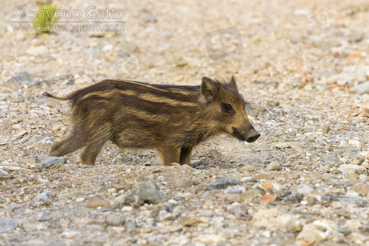 Cinghiale, cucciolo visto di lato