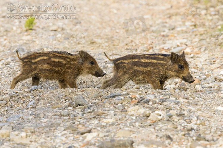 Wild Boar, two cubs standing on the ground