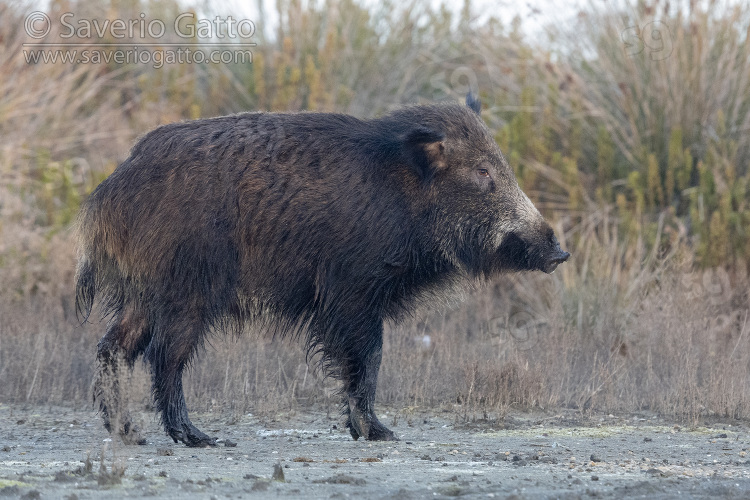 Wild Boar, side view of an adult standing on the ground