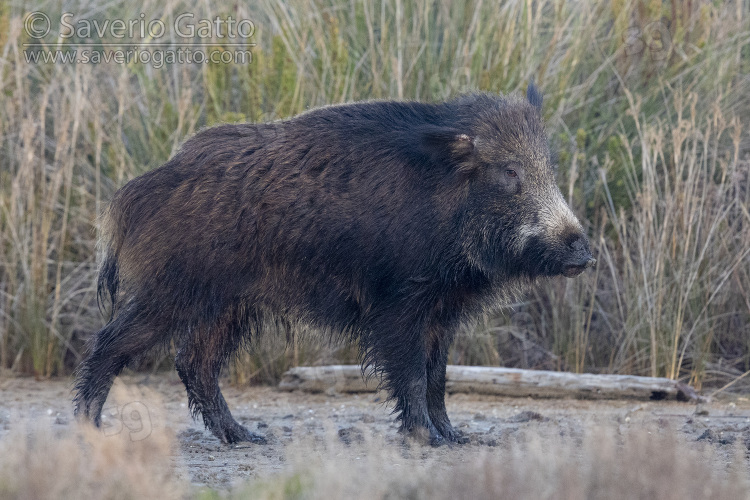 Wild Boar, side view of an adult standing on the ground