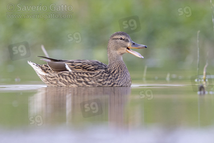 Mallard, side view of an adult female swimming in the water